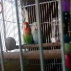 Nikita&Lily